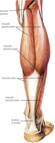 Il tendine d'Achille (immagine tratta da: www.corriere.it)