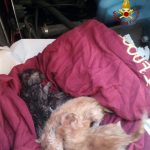 Vvf salvano 4 cuccioli di gatto